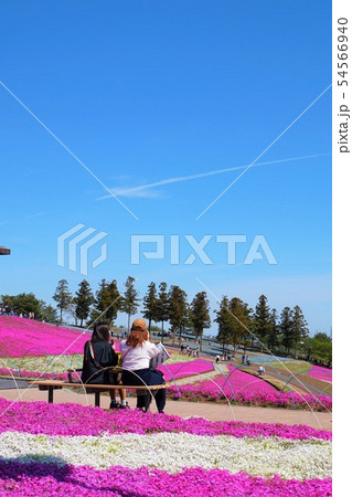 おおた芝桜まつり 群馬　太田　芝桜　シバザクラ　八王子山公園　太田市北部運動公園 54566940