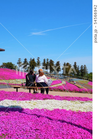 おおた芝桜まつり 群馬　太田　芝桜　シバザクラ　八王子山公園　太田市北部運動公園 54566942