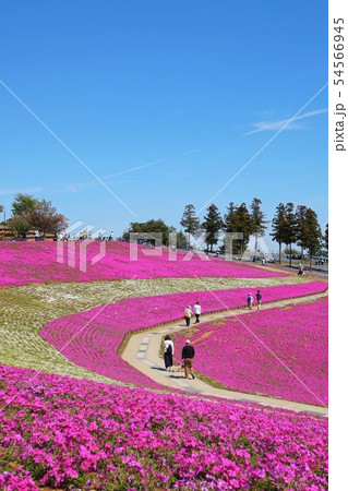 おおた芝桜まつり 群馬　太田　芝桜　シバザクラ　八王子山公園　太田市北部運動公園 54566945