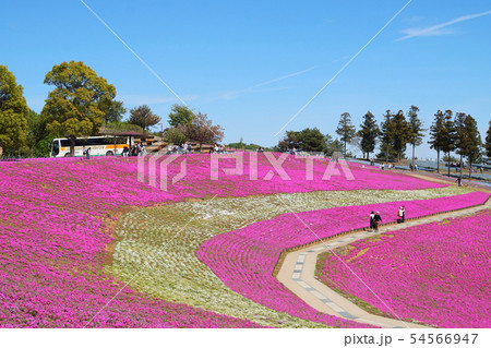 おおた芝桜まつり 群馬　太田　芝桜　シバザクラ　八王子山公園　太田市北部運動公園 54566947
