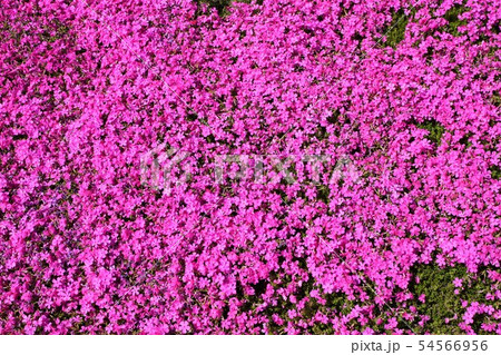 おおた芝桜まつり 群馬　太田　芝桜　シバザクラ　八王子山公園　太田市北部運動公園 54566956