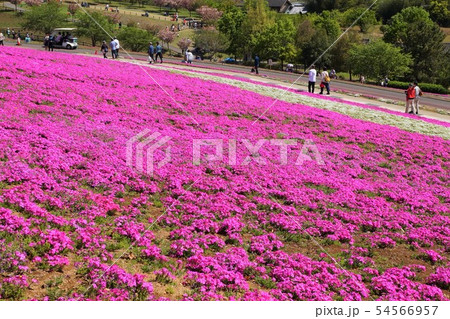 おおた芝桜まつり 群馬 太田 芝桜 シバザクラ 八王子山公園 太田市北部運動公園の写真素材