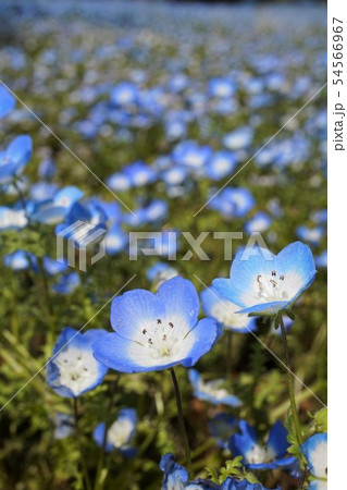 おおた芝桜まつり 群馬　太田　ネモフィラ　八王子山公園　太田市北部運動公園 54566967