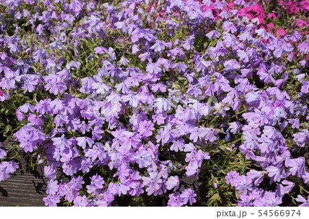 おおた芝桜まつり 群馬 太田 芝桜 シバザクラ 八王子山公園 太田市北部運動公園の写真素材