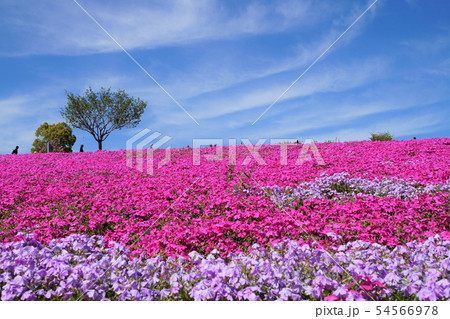 おおた芝桜まつり 群馬 太田 芝桜 シバザクラ 八王子山公園 太田市北部運動公園の写真素材