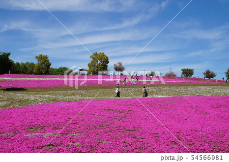 おおた芝桜まつり 群馬　太田　芝桜　シバザクラ　八王子山公園　太田市北部運動公園 54566981