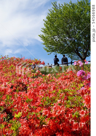 おおた芝桜まつり 群馬　太田　ツツジ　八王子山公園　太田市北部運動公園 54566988