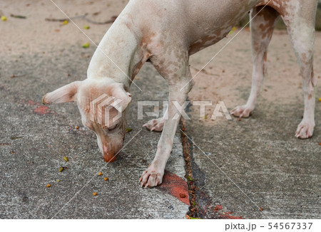 Portrait of stray dog 54567337