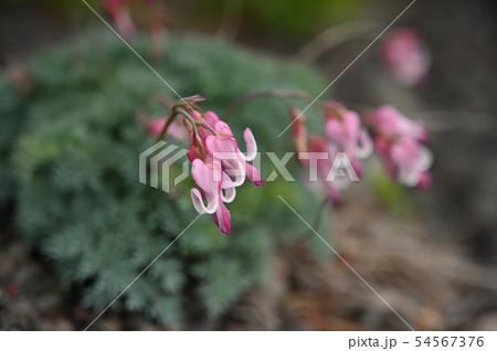 夏　岩手山焼き走りコースに咲くコマクサ 54567376