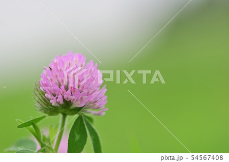 アカツメクサ 54567408