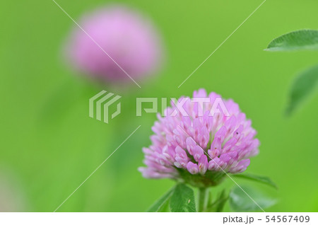 アカツメクサ 54567409