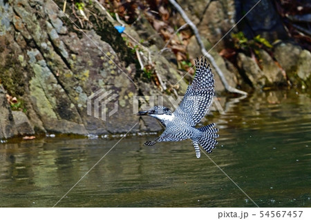 子育てに大忙しのヤマセミ 54567457