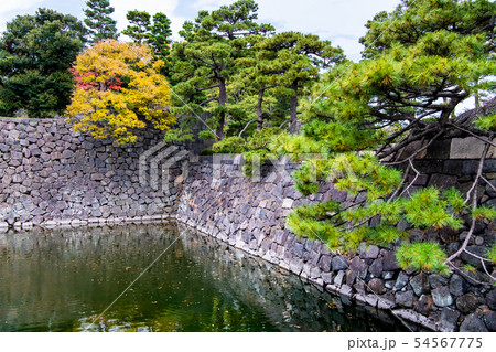 東京 皇居 平川門内の天神濠と黄葉 54567775
