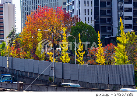 大阪桃山台・新御堂筋沿いの秋の風景 54567839