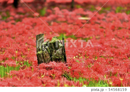 高麗川巾着田のヒガンバナ群生地 54568159