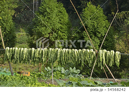 植物 工場 プランツ 54568242