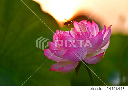ハスの花に遊ぶミツバチ ハスの花に遊ぶミツバチ 54568443