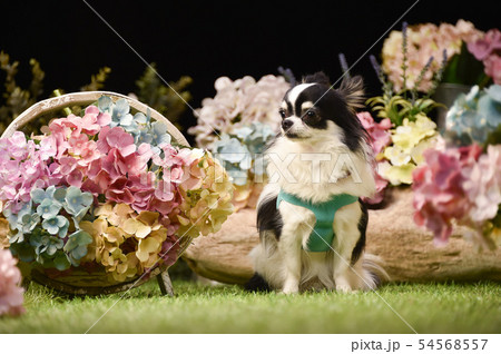 チワワ チワワ 54568557