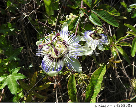 トケイソウの豪華な花 54568608