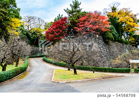 東京 皇居東御苑 紅葉の梅林坂 54568708