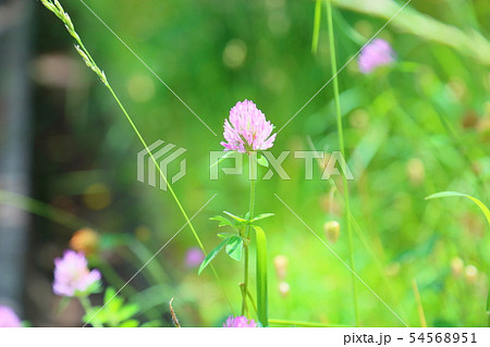 ピンクのクローバーの花 54568951