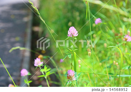 ピンクのクローバーの花の写真素材