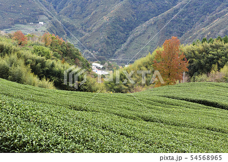 林 森 樹林 54568965