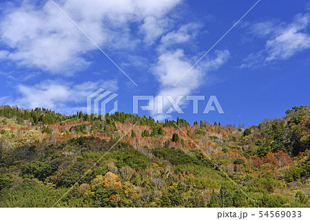 楓 カエデ メープル 54569033