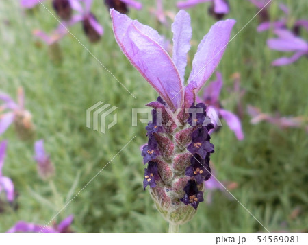 愛らしい姿のフレンチラベンダー 薄紫色 可愛いの写真素材