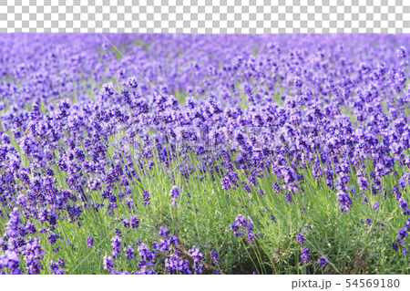 薰衣草田背景Kirinuki 薰衣草田背景Kirinuki 54569180