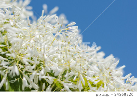 ヒトツバタゴ 54569520