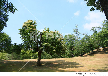 初夏の公園 栗の花 初夏の公園 栗の花 54569600