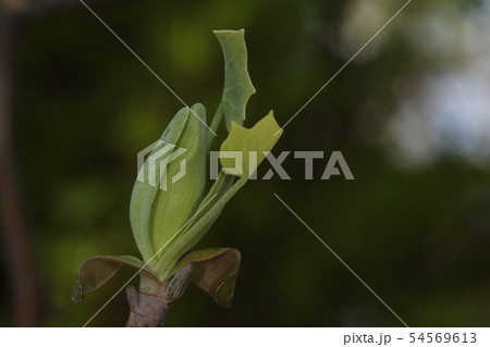 自然 植物 ユリノキ、芽吹き。四月初め、芽鱗が割れて次々と若い葉が伸び始めます 自然 植物 ユリノキ、芽吹き。四月初め、芽鱗が割れて次々と若い葉が伸び始めます 54569613