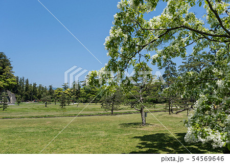 松江城　二の丸 54569646