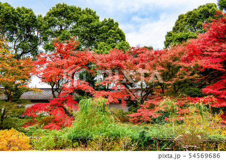 東京 皇居東御苑 富士見多聞と紅葉 54569686