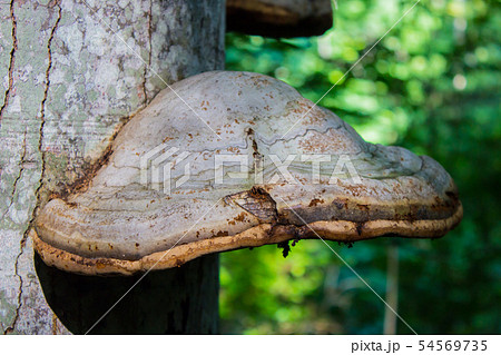 Close-up of tinder fungus, polypore or chaga on live tree in sunny day 54569735