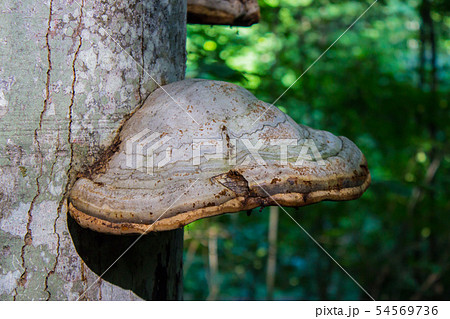 Close-up of Fomes fomentarius on live tree in sunny day 54569736