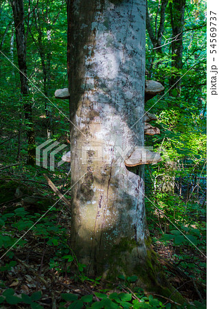 Fomes fomentarius on live tree in sunny day 54569737