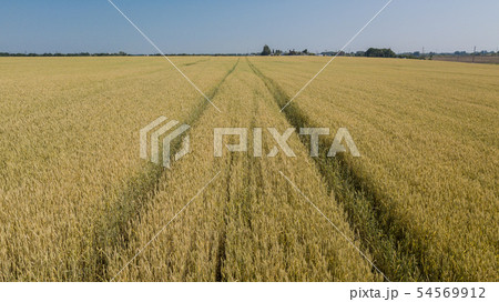 Barley field and sunny day, beautiful nature landscape. Rural scenery under shining sunlight. 54569912