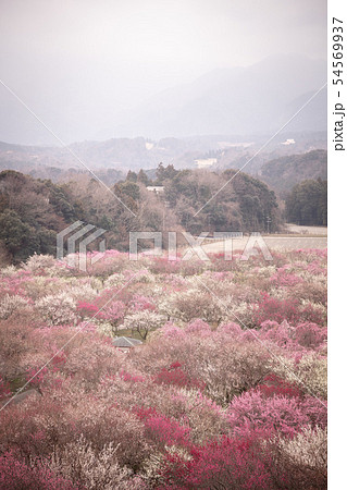 三重県 いなべ市農業公園 梅の写真素材