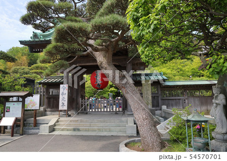 長谷寺_令和元年_鎌倉 長谷寺_令和元年_鎌倉 54570701