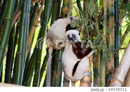 レミューパークのシファカ sifaka in Lemur park Antananarivo レミューパークのシファカ sifaka in Lemur park Antananarivo 54570721