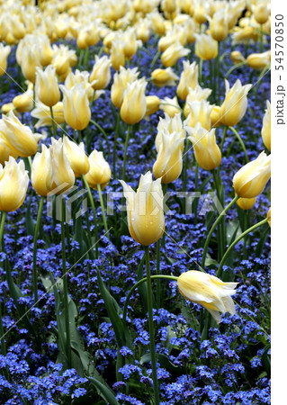 チューリップ 54570850