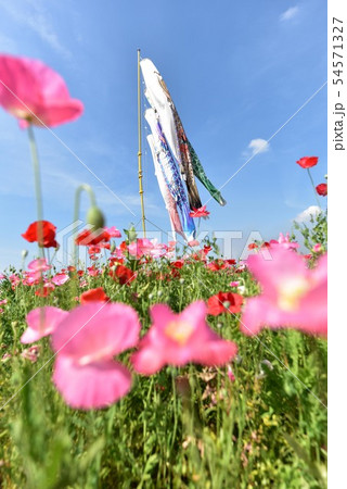 鯉のぼり1572 54571327