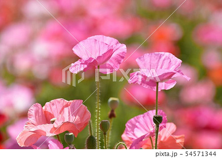 ポピー1588 54571344