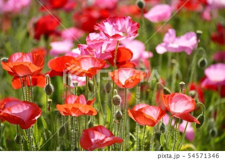 ポピー1591 54571346