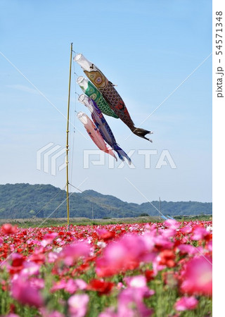 鯉のぼり1593 54571348