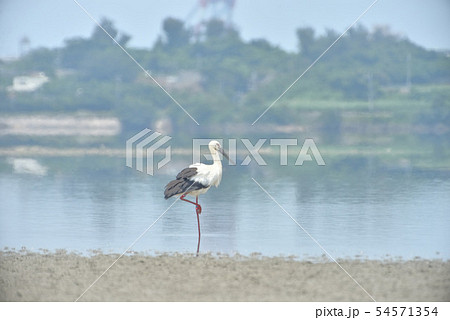 宮古島／コウノトリ 54571354