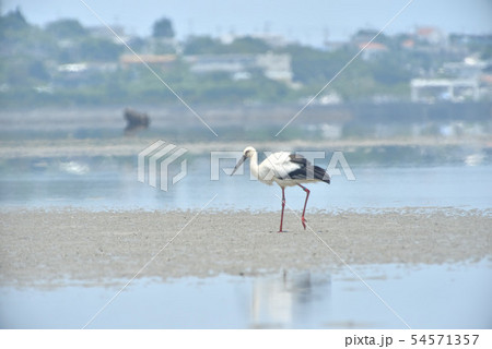 宮古島/コウノトリ 宮古島/コウノトリ 54571357