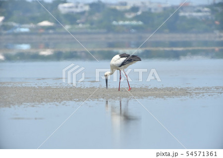 宮古島／コウノトリ 54571361